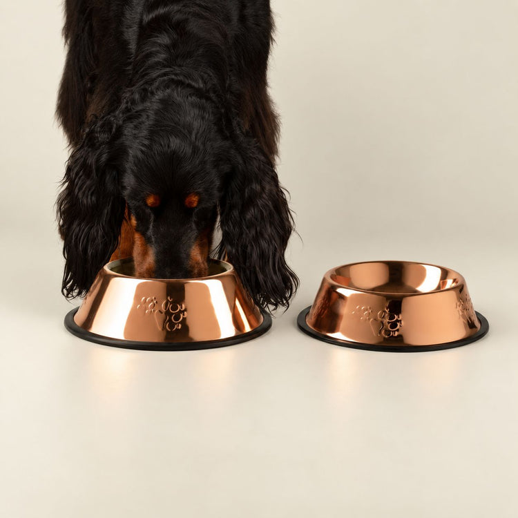 PAW Pet Bowls & Raised Feeders