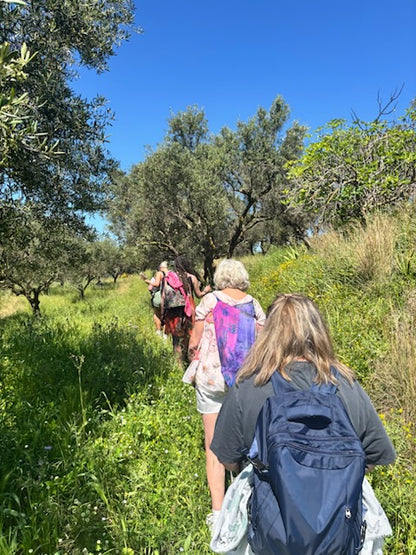 People sitting walking among olive trees with a clear blue sky