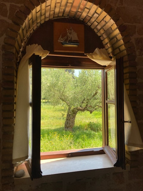 View from a high vantage point looking down at a garden with a brick wall and window frame.