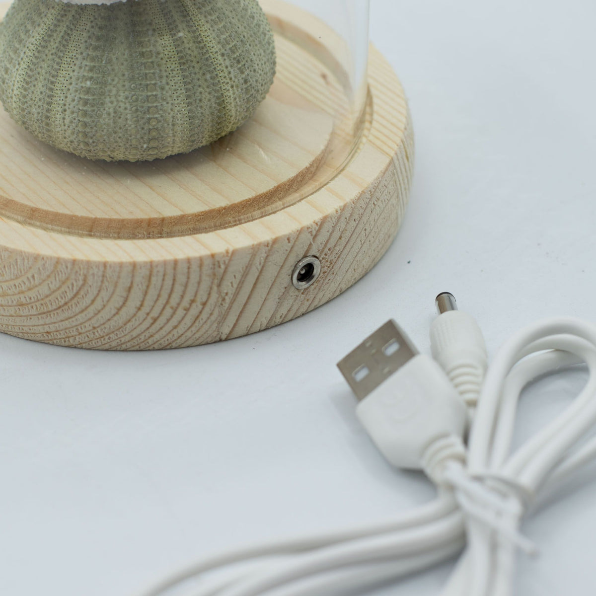 Floral Glow Garden Dome - 3 Sea Urchins - LED USB