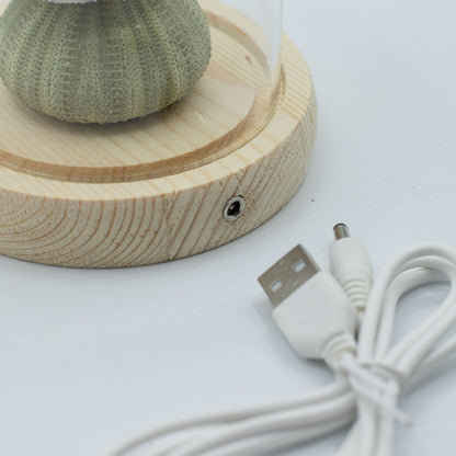Floral Glow Garden Dome - 3 Sea Urchins - LED USB